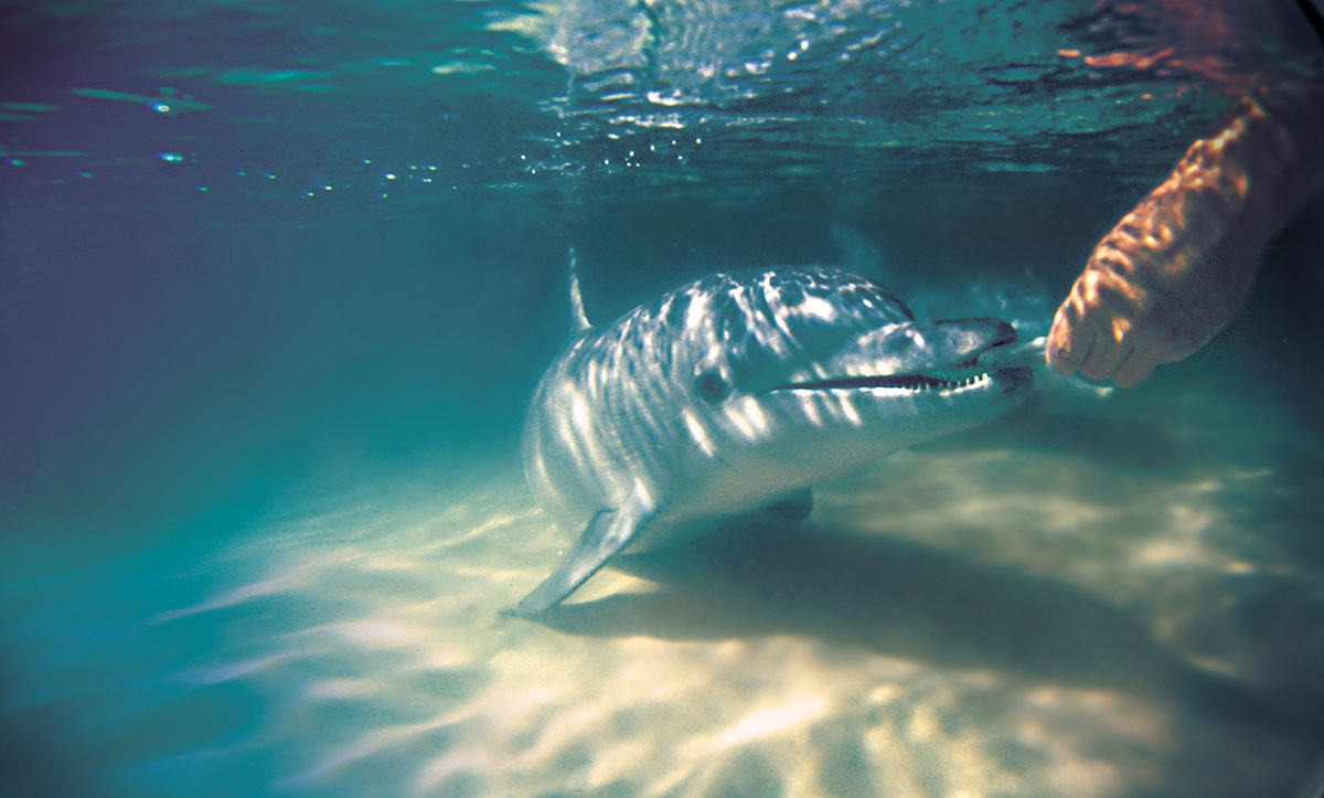 Dolphin Feeding - Tangatours