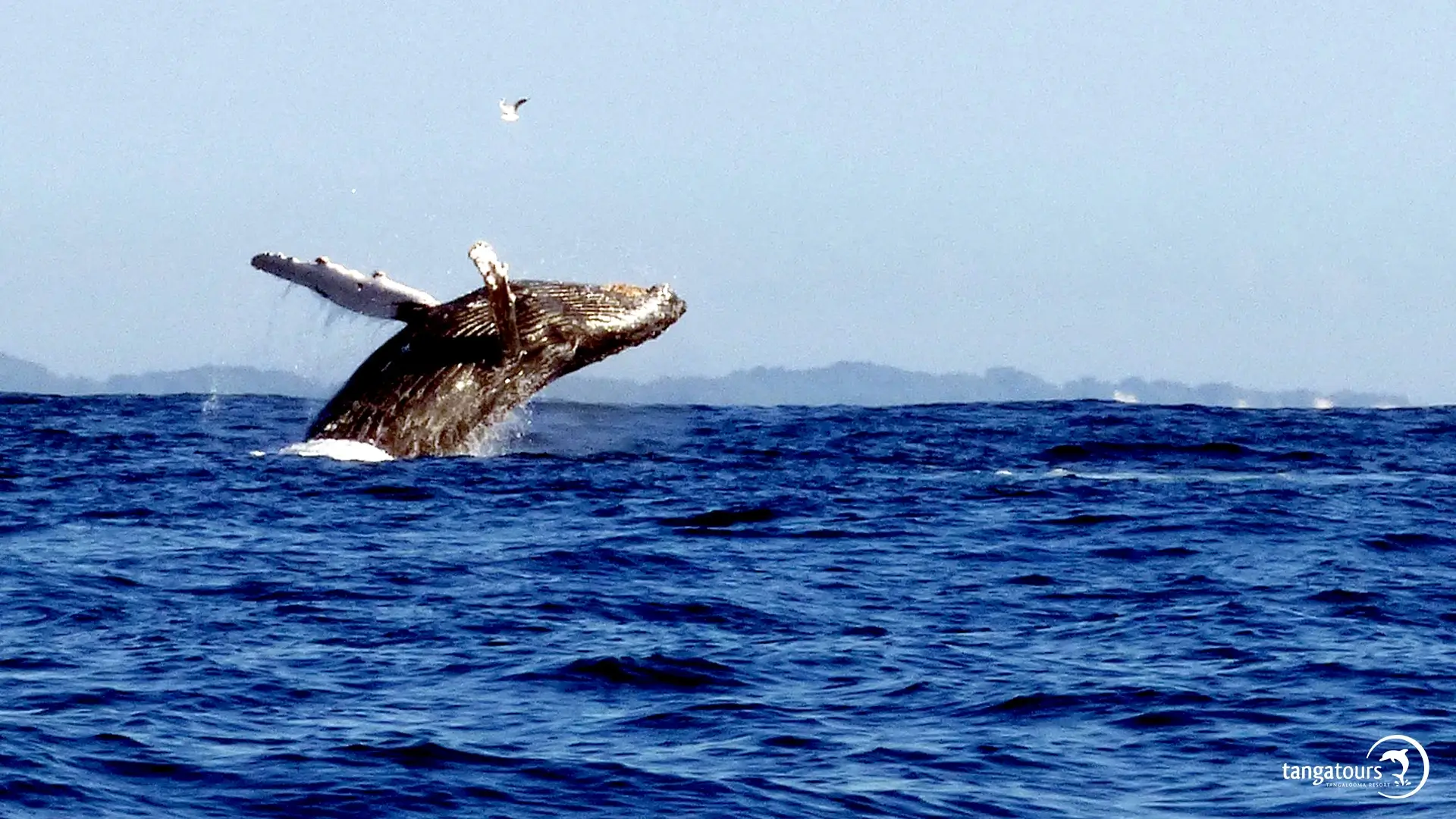 Family Fishing Tours Tangatours Moreton Island