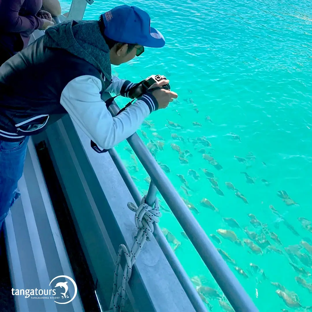 Fish Feeding Adventure Moreton