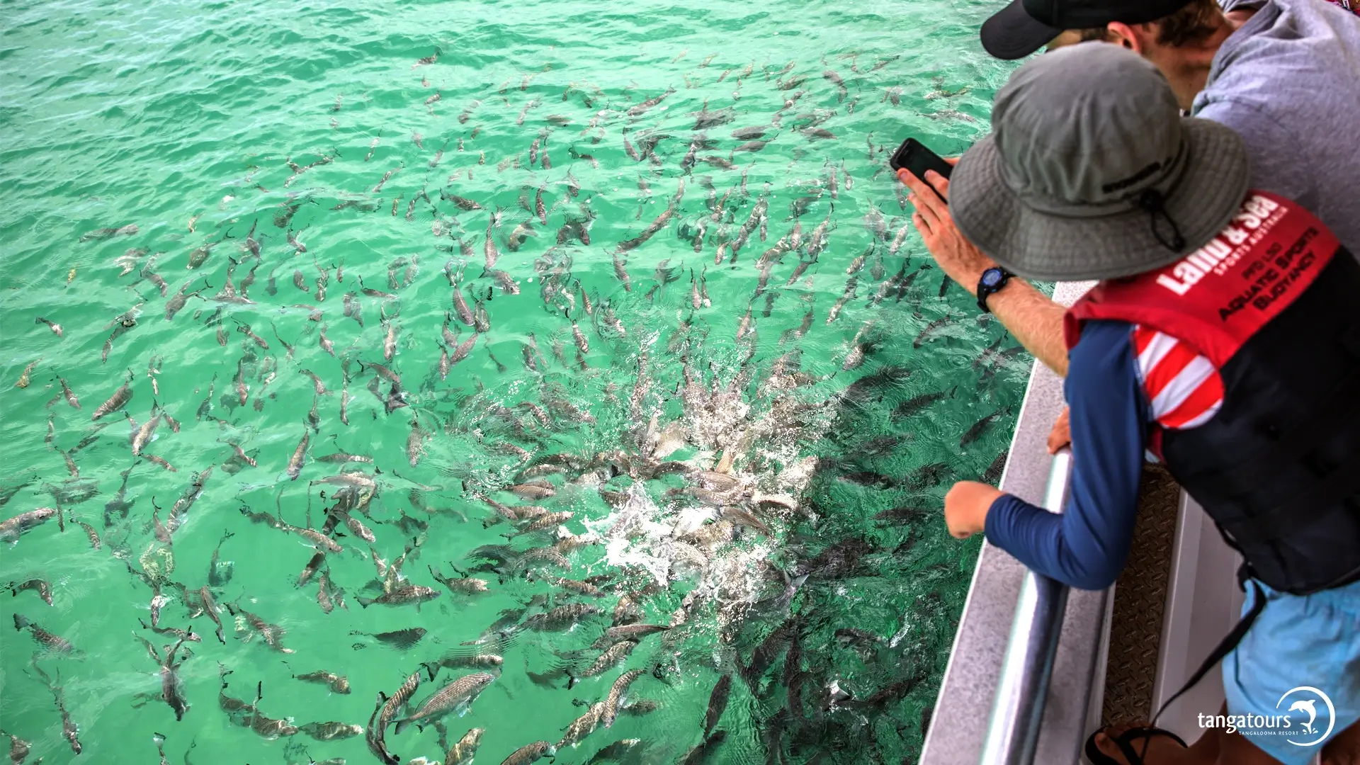 Guided Fishing Trips Moreton Bay Tangatours
