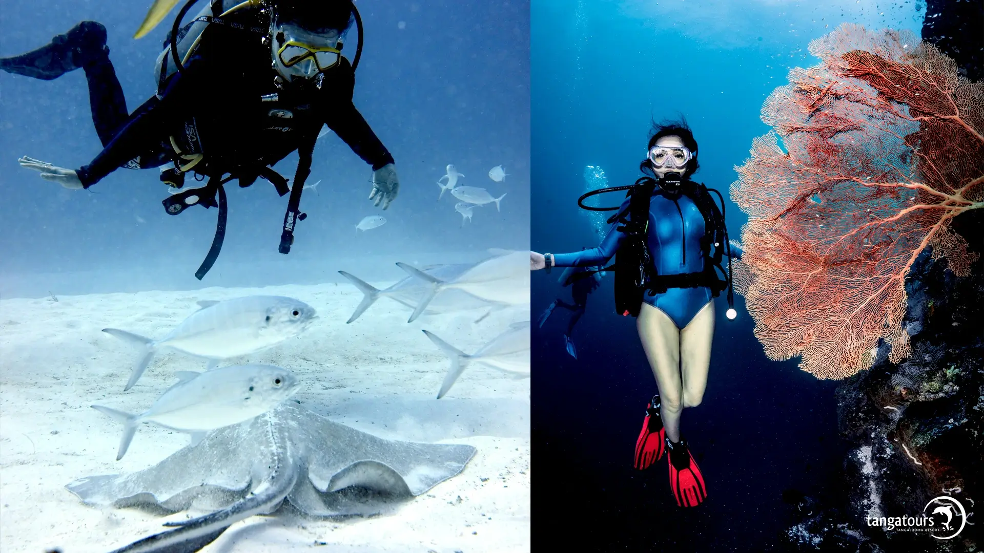 Scuba Dive Tours Tangalooma Wrecks Tangatours