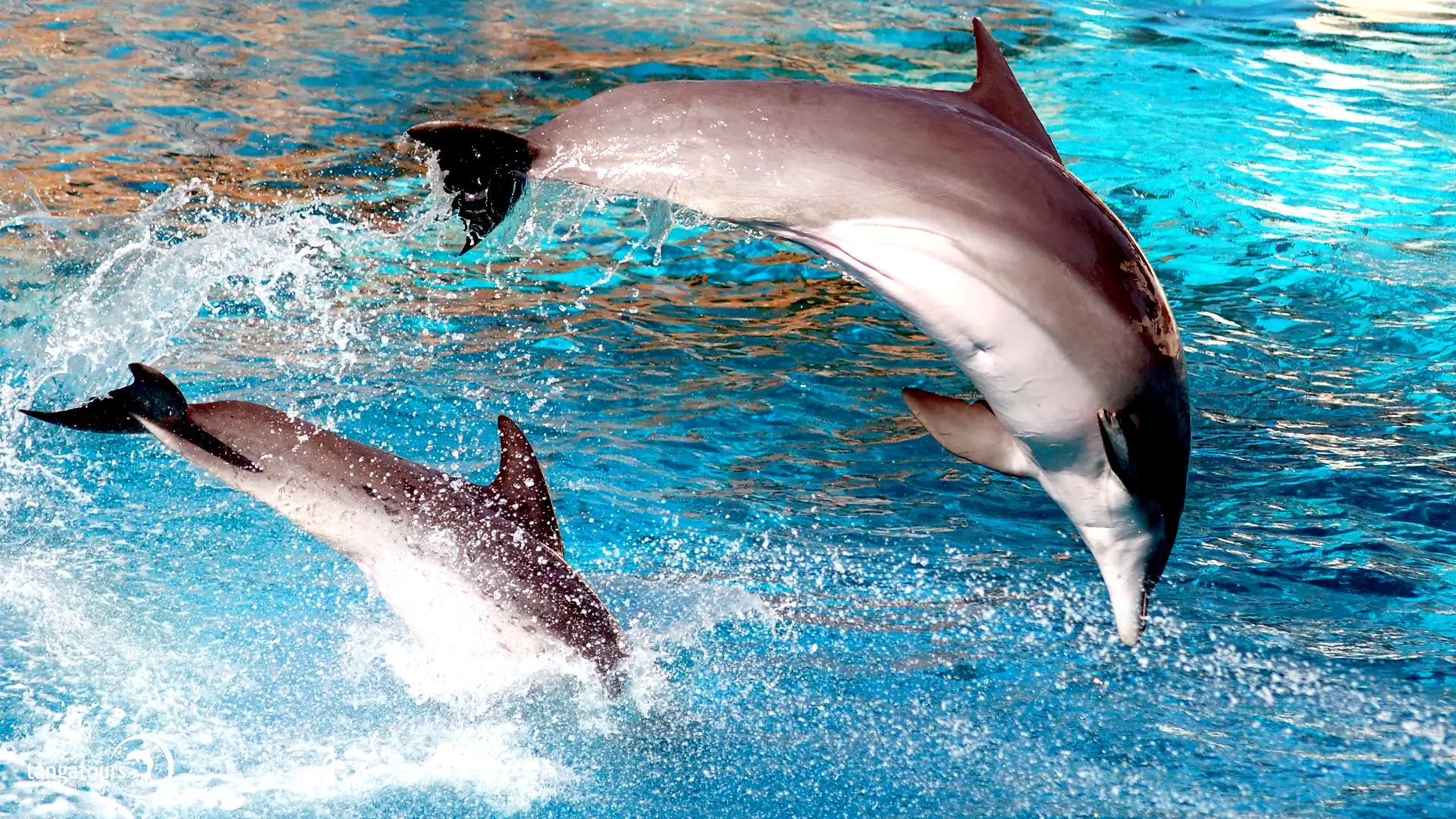Tangalooma Dolphin Cruise