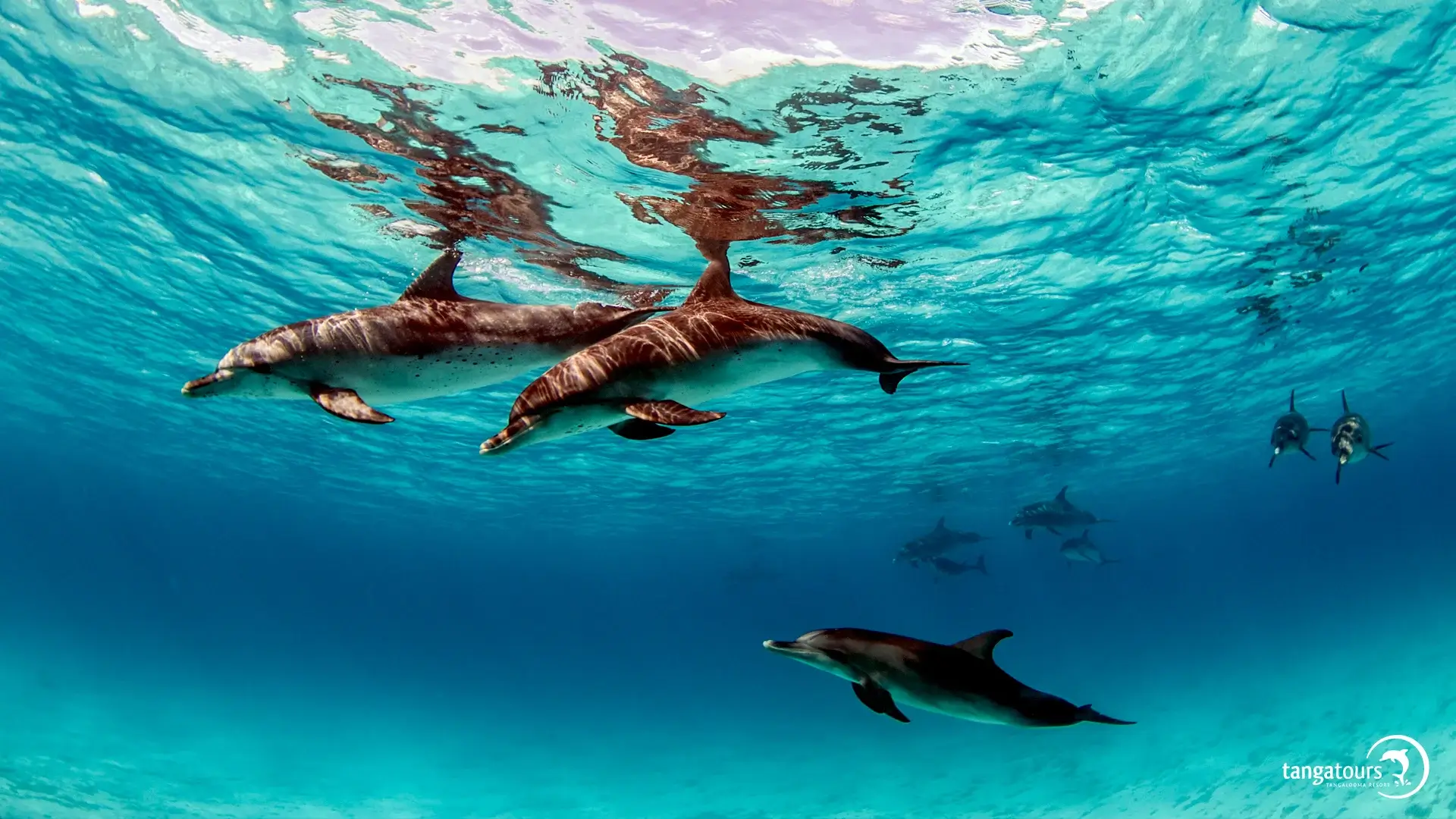 Tangatours Wrecks Snorkel Adventure