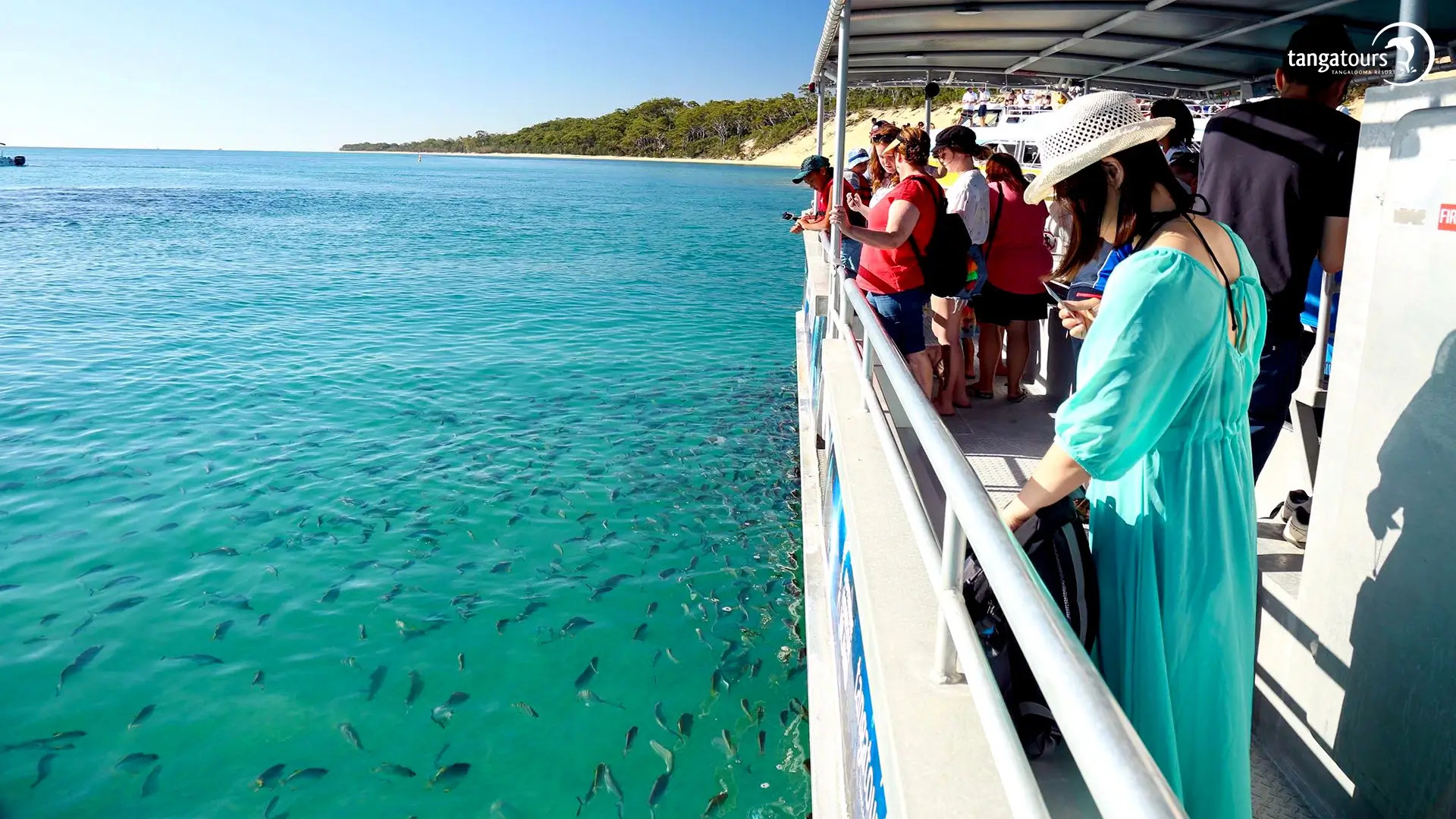Whale Watching Moreton Island